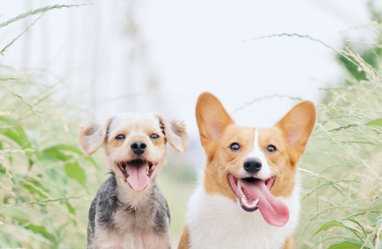 Preventing Home Dog Fights in Jackson