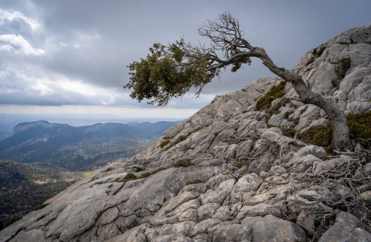 Jackson: The Importance of Resilience in Overcoming Trauma